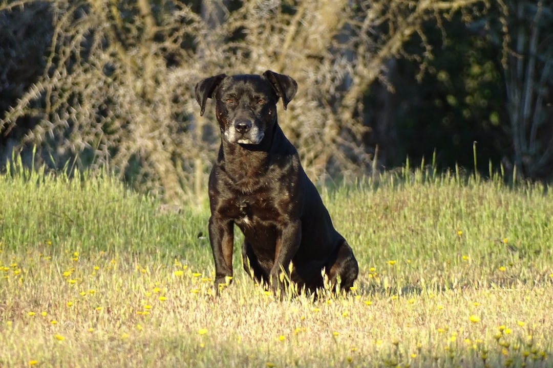 Large black dog sitting in a sunlit field