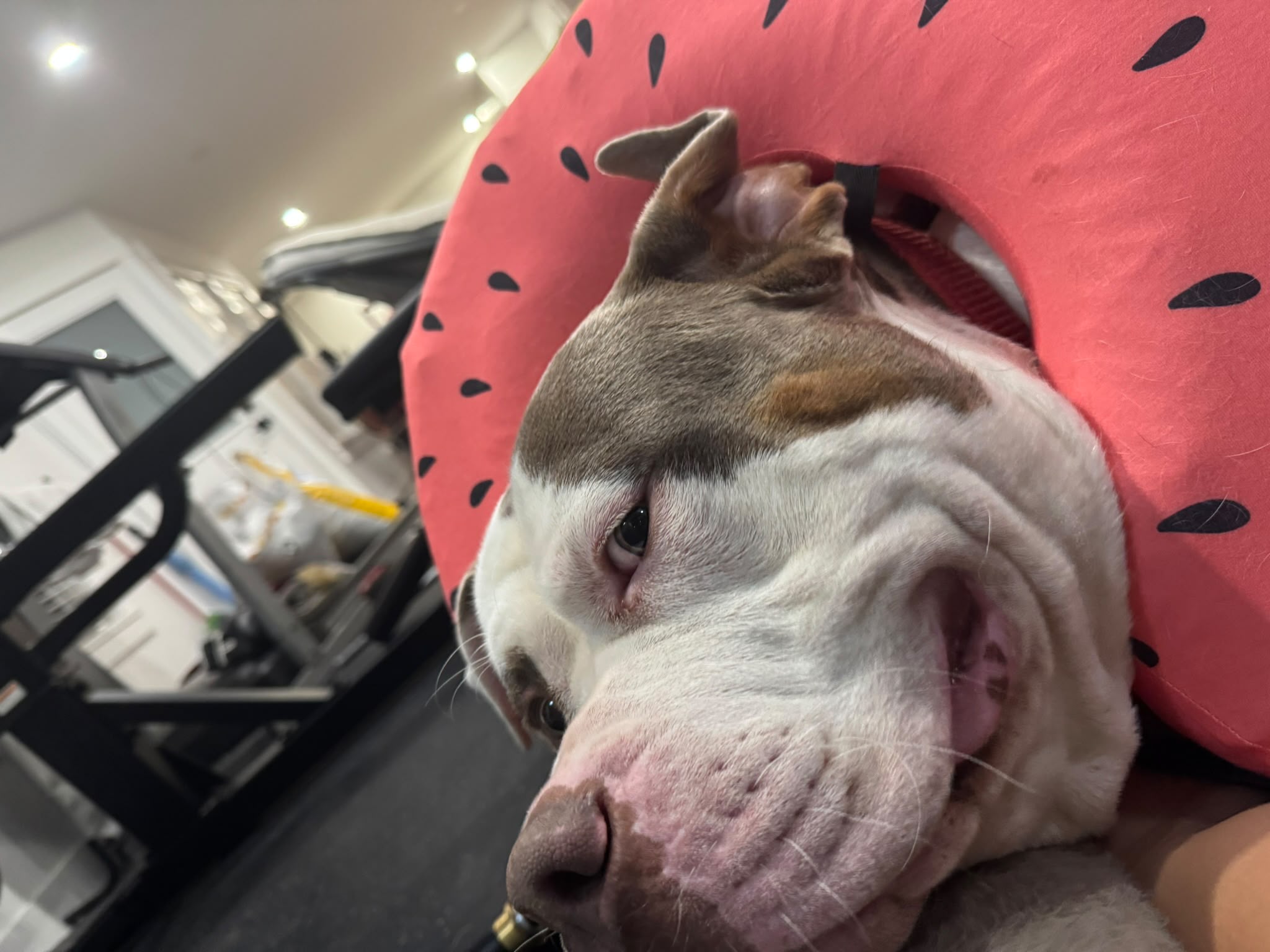 XL Bully relaxing after grooming