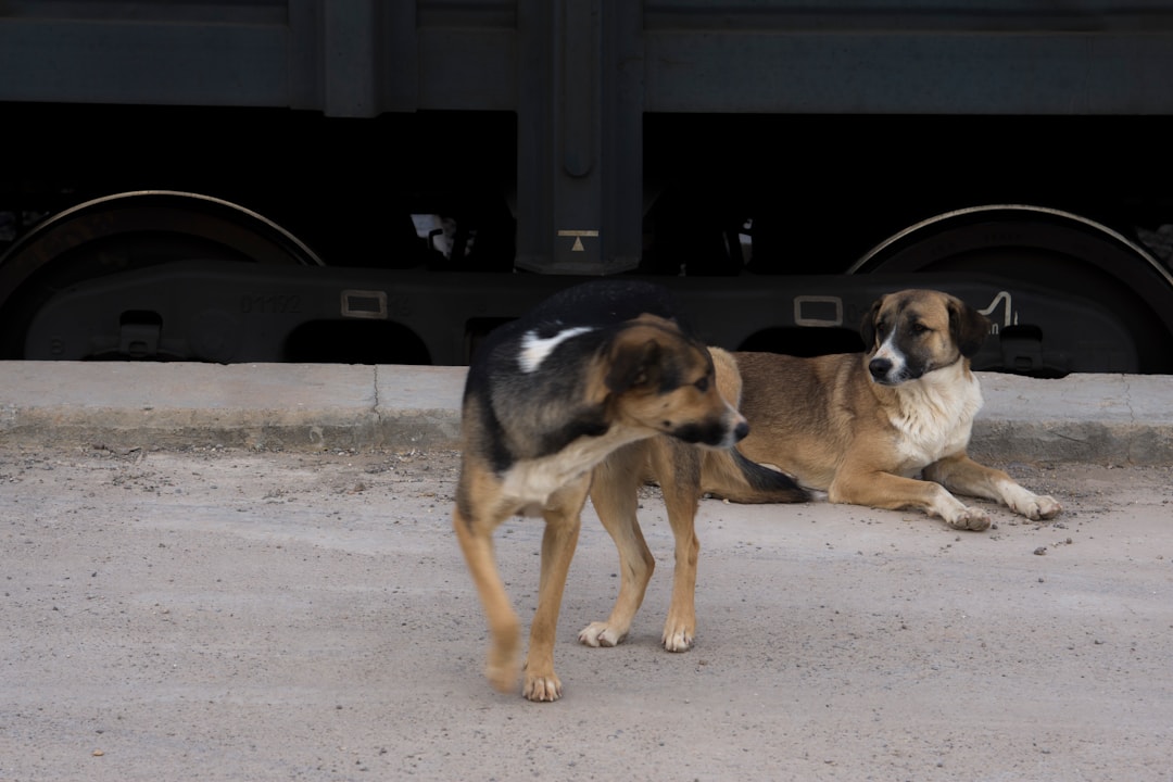 Puppy Introduction Package